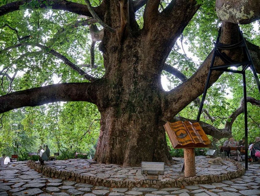 From Istanbul: Full-Day Tour to Bursa - Old Tree Moment: A Small Pause Worth Noticing