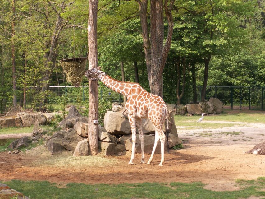 From Istanbul: Guided Day Trip to Sapanca and Masukiye - Sapanca Zoo: A Straightforward Animal Stop (Not Just a Break)