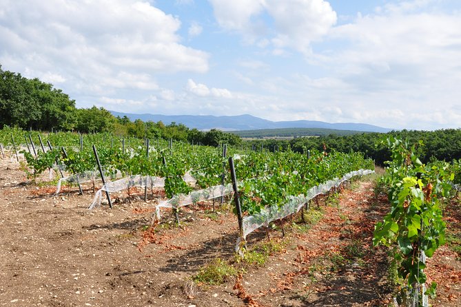 Full-Day Wine Tour from Istanbul - Lunch time with wine: plan for a full-bodied break (and check what’s included)