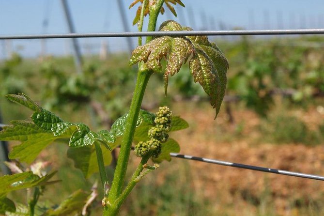 Full-Day Wine Tour from Istanbul - Tasting structure: how to get the most out of four wines per stop