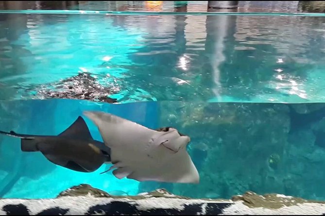 Istanbul Aquarium and Aqua Florya Independent Shopping Trip - From Hotel Pickup To Seaside Aqua Florya