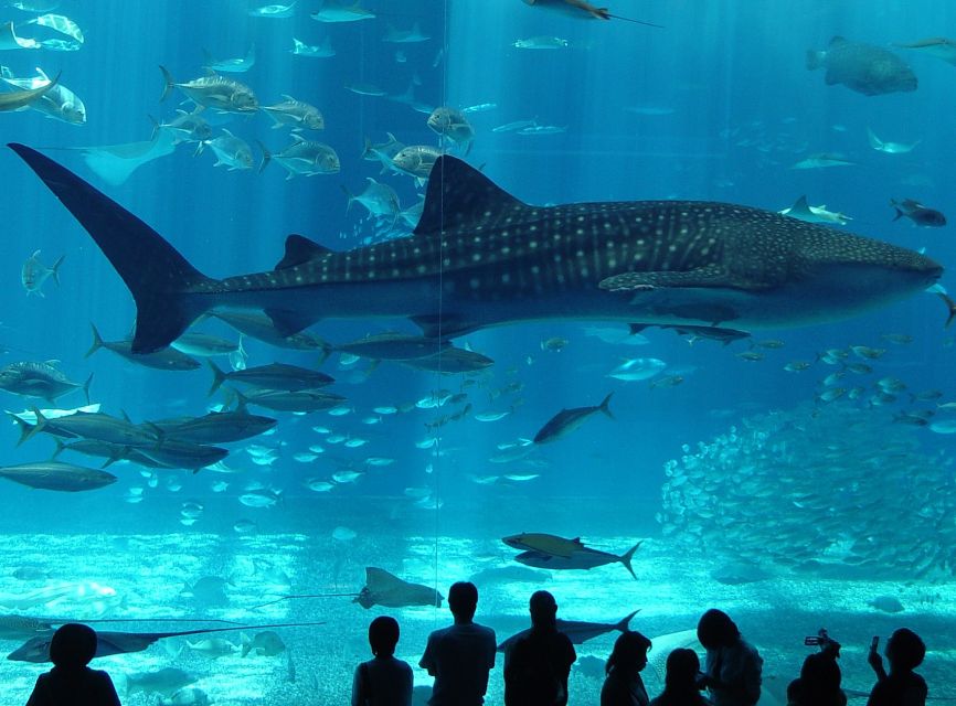 Istanbul Aquarium and Aqua Florya Shopping Mall Tour - Rainforest Quest and the Mirror Labyrinth: pick your interactive mood