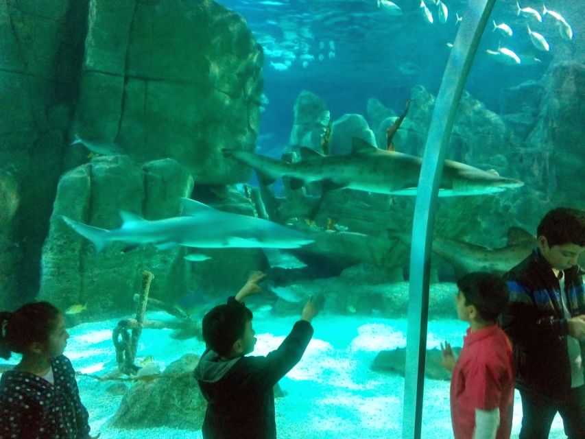 Istanbul Aquarium and Aqua Florya Shopping Mall Tour - 5D cinema: fog, wind, and water on special glasses