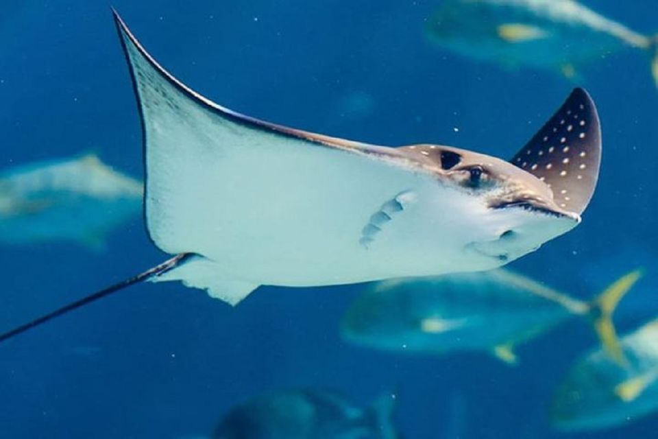 Istanbul Aquarium and Aqua Florya Shopping Mall Tour - Free time at Aqua Florya Mall: shopping that won’t steal your whole day