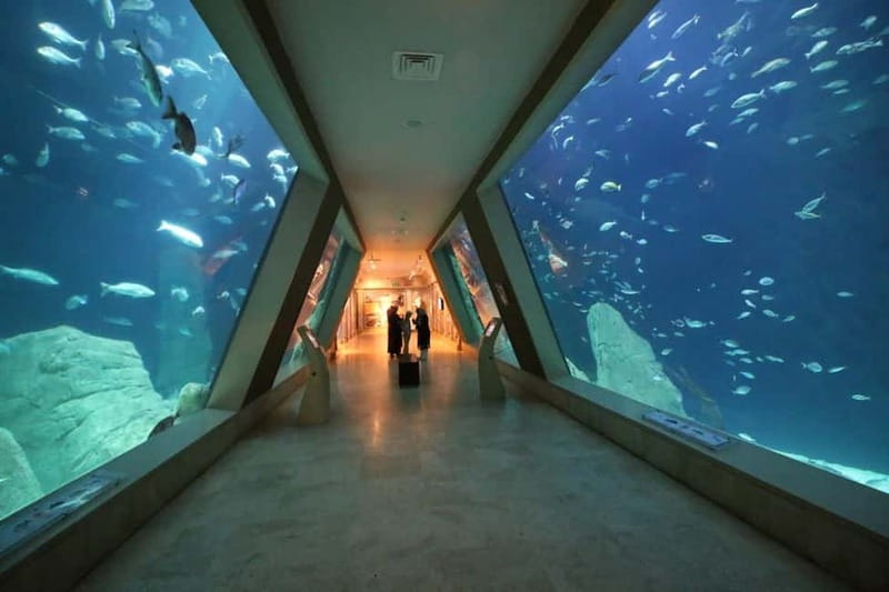 Istanbul: Aquarium Ticket and Round Trip Shuttle from Taksim - Key Points at a Glance