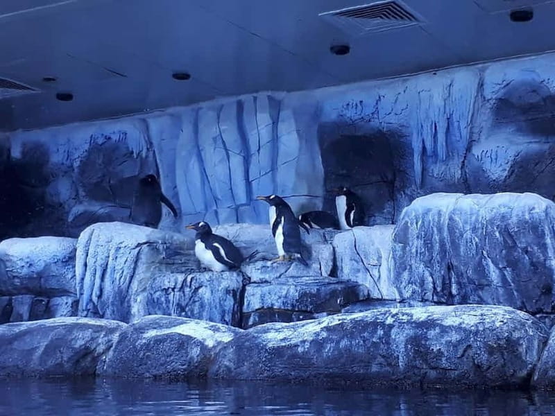 Istanbul: Aquarium Ticket and Round Trip Shuttle from Taksim - Taksim Shuttle: Getting to the Aquarium Without Turning Your Day Into Transit