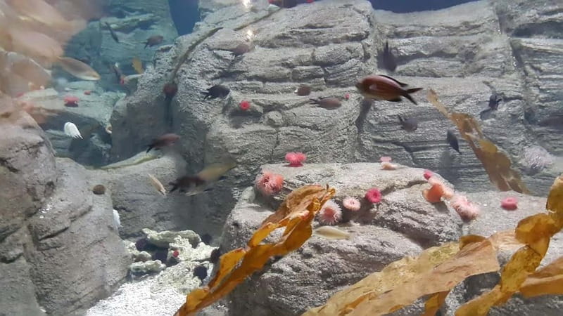 Istanbul: Aquarium Ticket and Round Trip Shuttle from Taksim - Two Floors of Themes: Black Sea, Pacific, and Rainforest