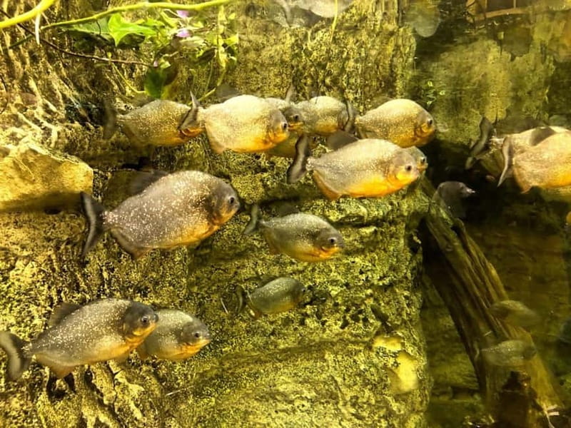 Istanbul: Aquarium Ticket with Shuttle Bus from Sultanahmet - Should you book this tour or not?