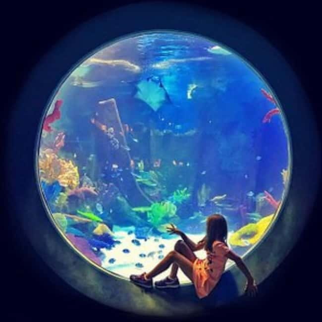 Istanbul: Aquarium Ticket with Shuttle Bus from Sultanahmet - Rainforest wow time: where the day can slow down
