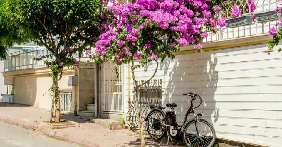 Prince's Island Group Tour - Büyükada: Mansions, Waterfront Strolls, Lunch, and a Bike Time Slot